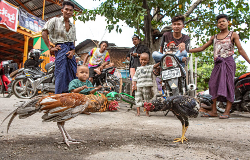 cockfight in a street of myanmar while people watching