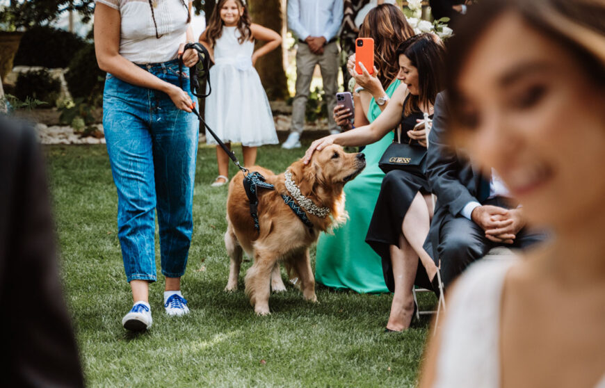 un cane viene accarezzato da alcuni invitati ad un matrimonio